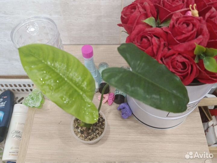 Филодендроны