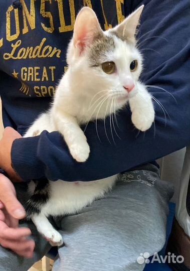 Кошечка в добрые руки