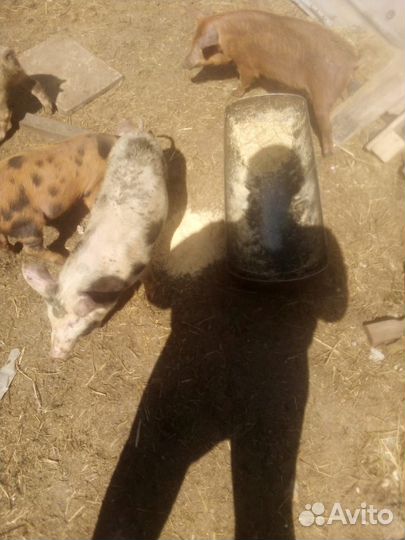 Поросята помесь венгерской мангалицы
