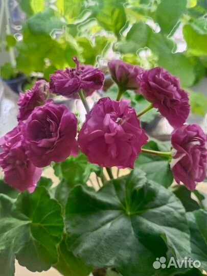 Сортовые пеларгонии