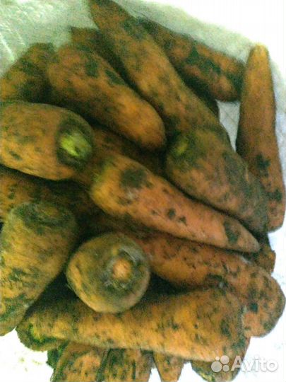 Морковь оптом сорта 