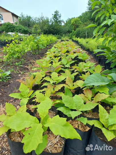 Дуб красный