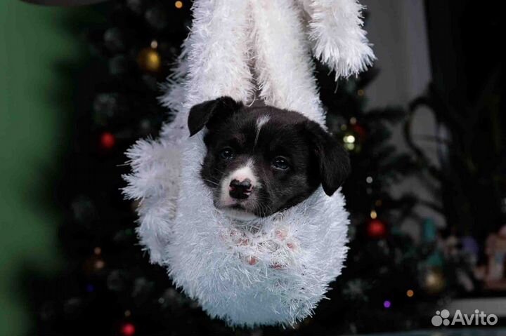 Вельш корги кардиган