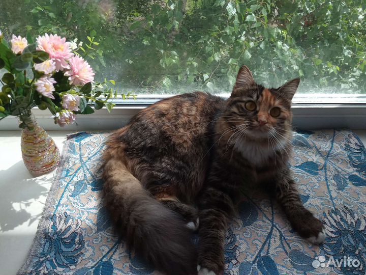 Кошки