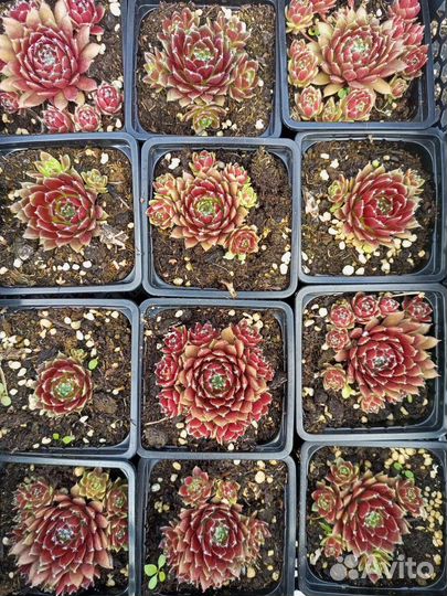 Молодило паутинное