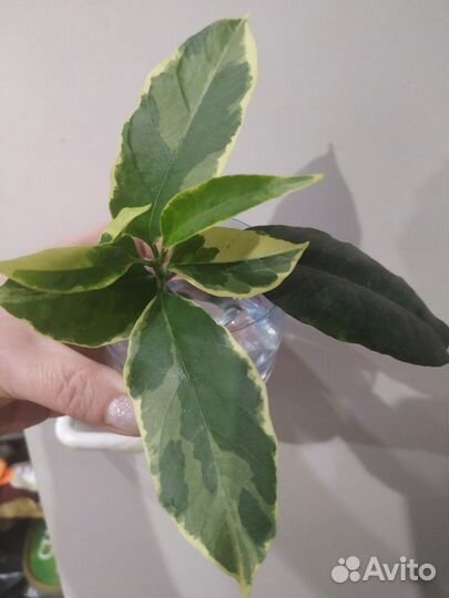 Продам укорённые черенки Хойя