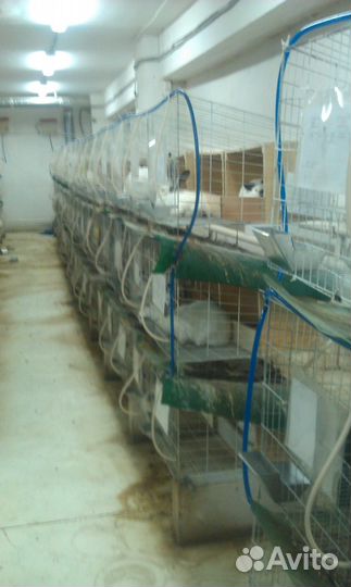 Клетки для кроликов и прочих. Цена за 9 секций