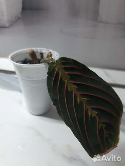 Марантовые разные