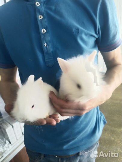 Карликовый кролик гермелин