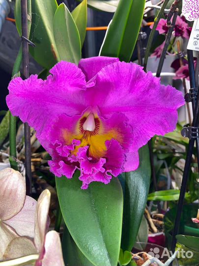 Орхидея каттлея