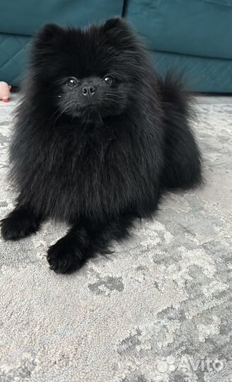 Померанский шпиц вязка