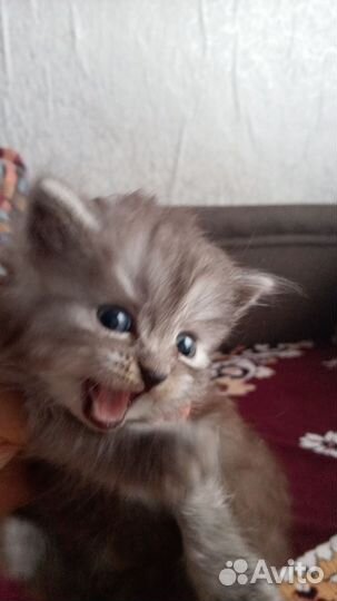 Котята отдам бесплатно