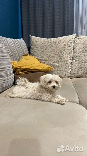 Мальтипу мини