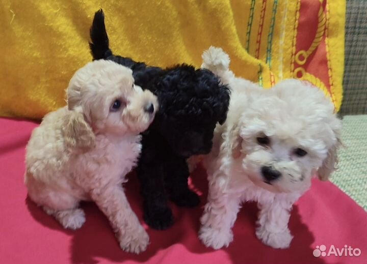 Той-пудель всех окрасов