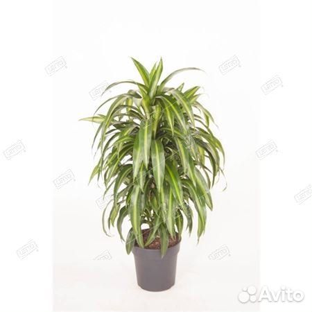 Драцена Гавайи Саншайн разветвленная Dracaena Hawa