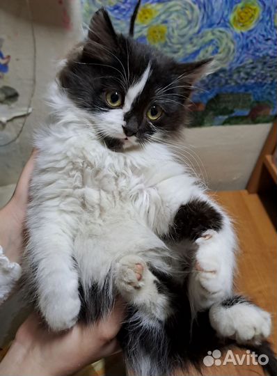 Котёнок в добрые руки