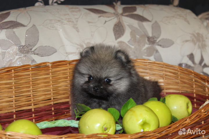 Померанский шпиц девочка