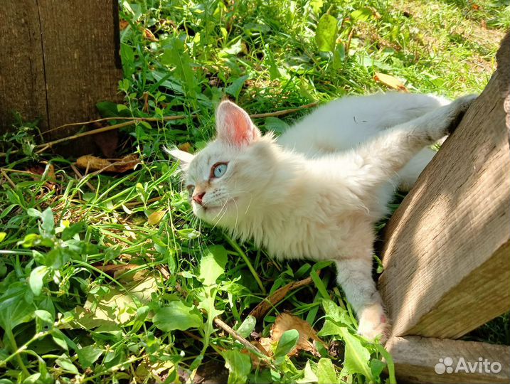 Котёнок девочка Беляночка