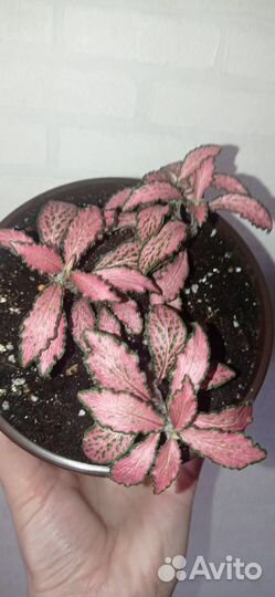 Фиттония красная в горшке 0.75 л