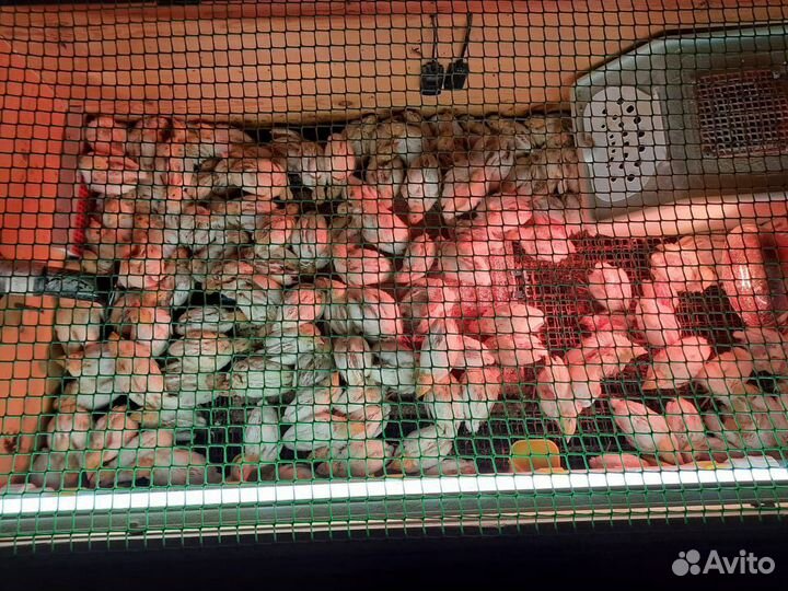 Яйцо перепелинное, цыплята, птица и мясо Техасцев