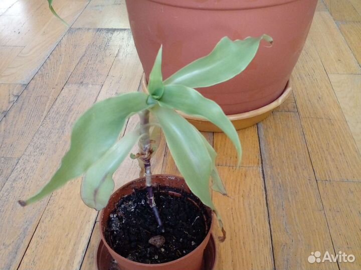 Цветок золотой ус