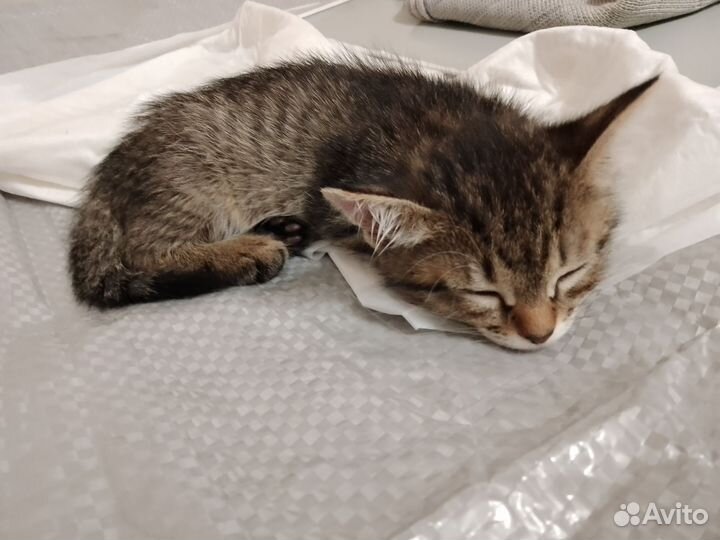 Кошка в дар