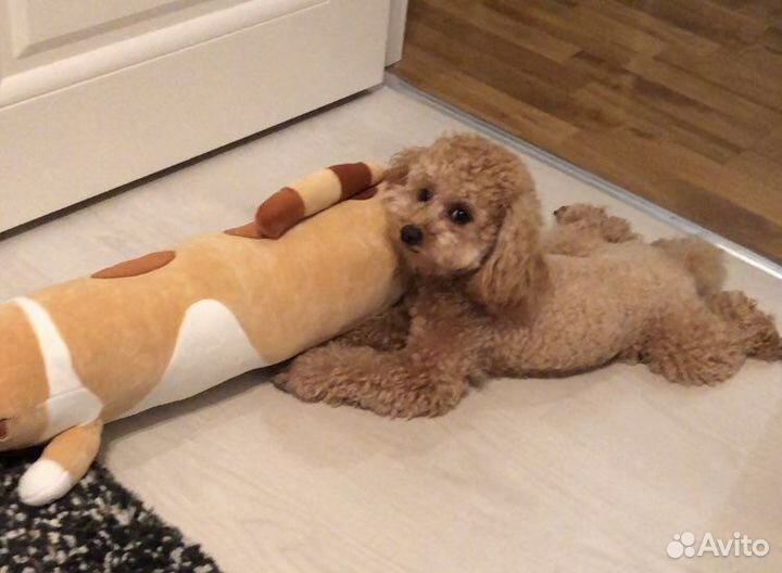 Той пудель РКФ вязка