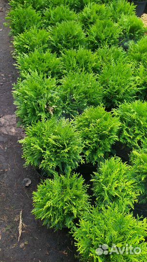 Туя шаровидная