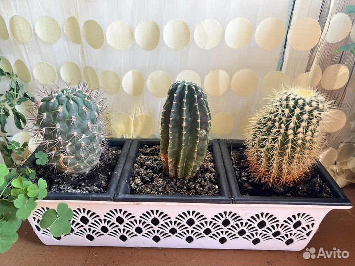 Кактусы в кашпо