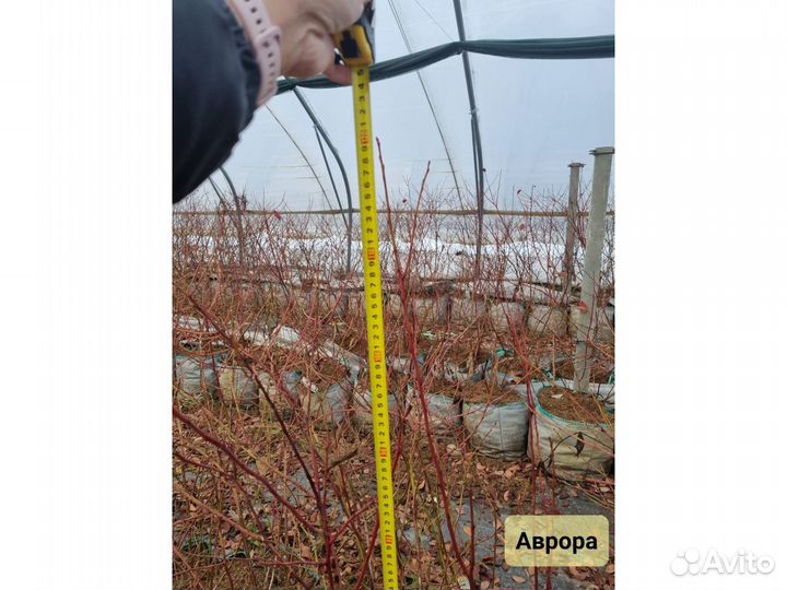 Голубика Сорт