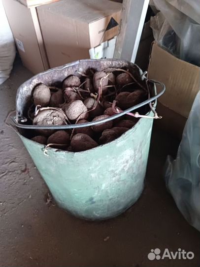 Картофель на посадку