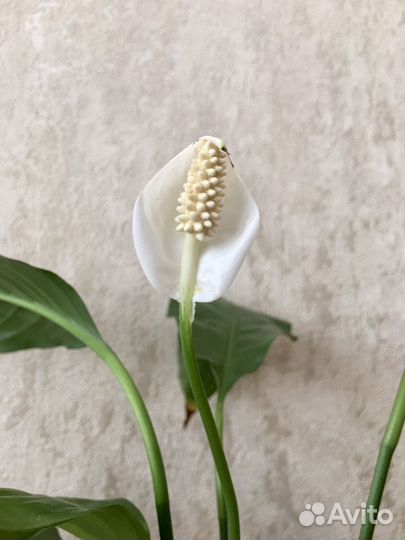 Спатифиллум