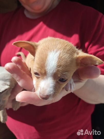 Мини той-терьер щенки