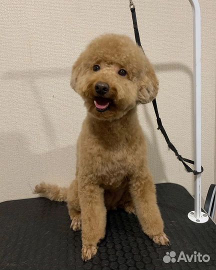 Груминг. Грумер стрижка собак