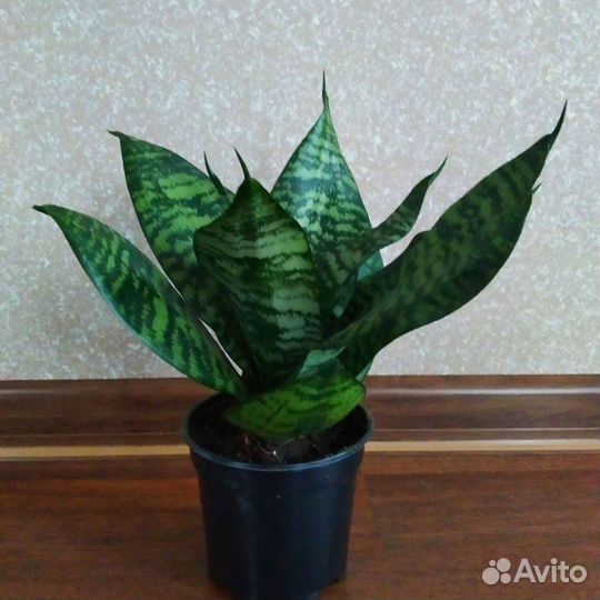 Сансевиерия Ханни