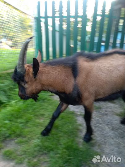 Чешский козёл