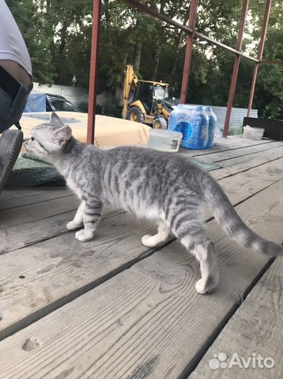 Найден котенок девочка