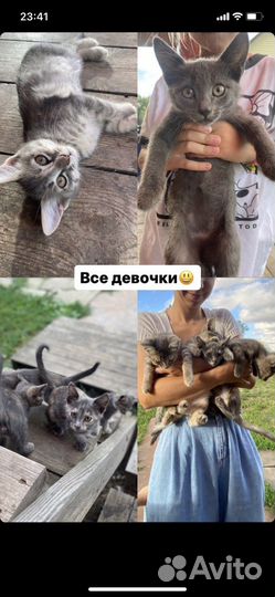 Котята в добрые руки