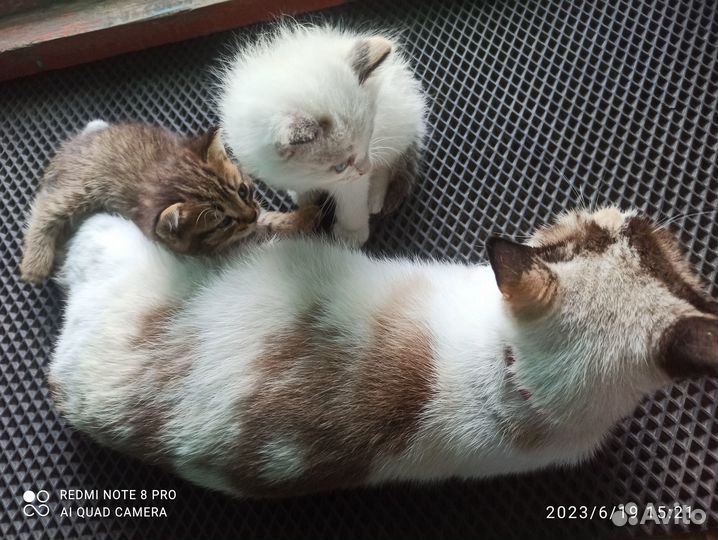 Отдам 2 котят