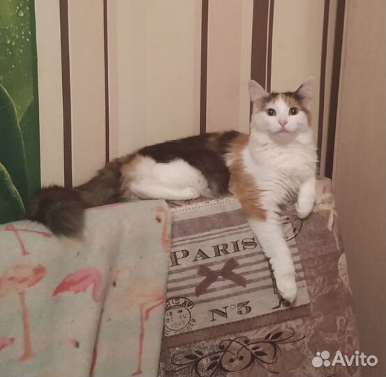 Кошка молодая стерильная