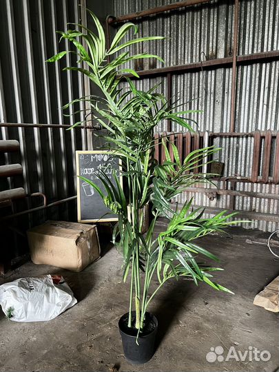 Искусственные растения для декора