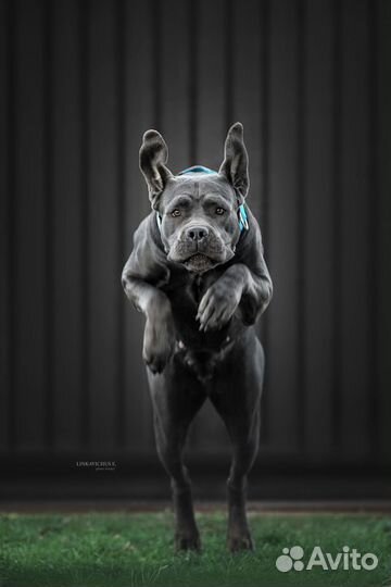 Корм для собак monge 12 кг для щенков