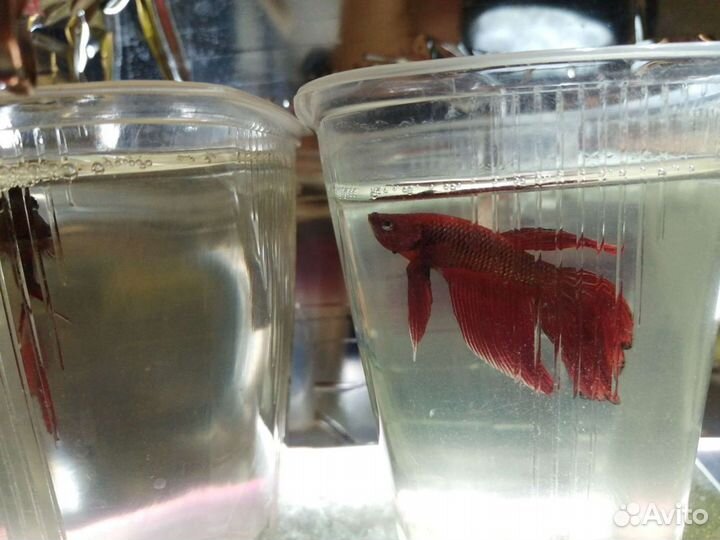 Аквариумные рыбки