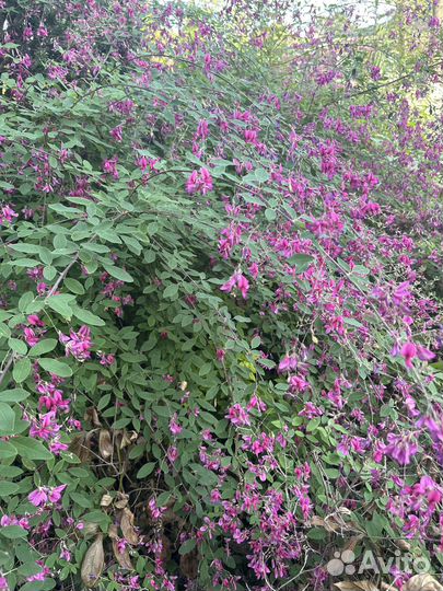 Леспедеца двуцветная, леспедеца двухцветная, медон