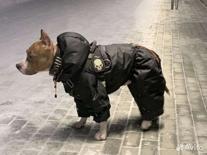 Шью для собак и кошек