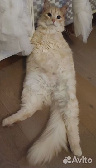 Котик ищет дом. Кастрирован