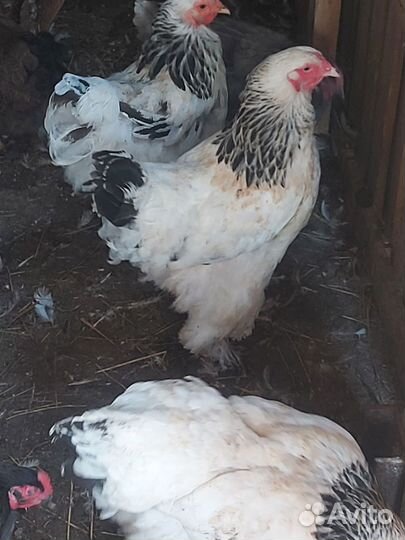 Колумбийская брама