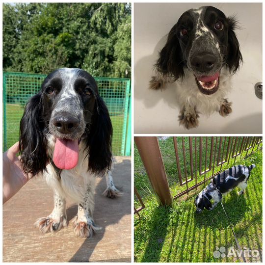 Передержка животных, выгул собак