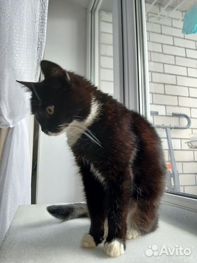 Котенок в добрые руки (девочка)