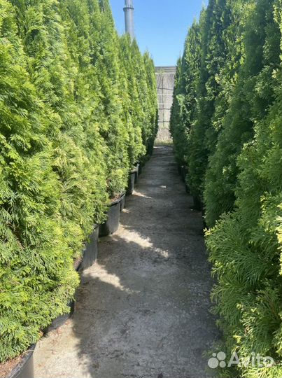 Туя Смарагд пышная голландия